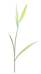 Fototapeta premium Isolated Green Plant Illustration With Transparent Background Detail View