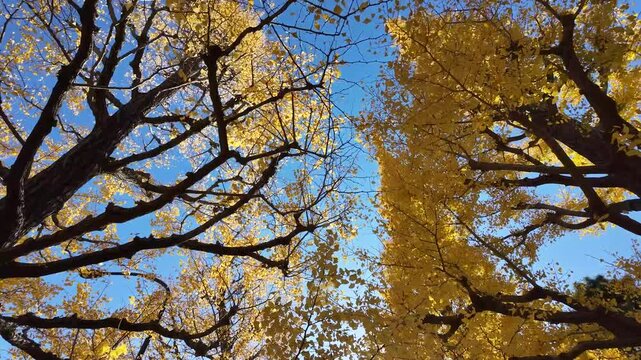 Dec 7 2024 Gaien Gingko Avenue Tokyo Japan Scenic Autumn Foliage View
