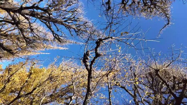 Dec 7 2024 Meiji Jingu Gaien Gingko Avenue TL Tokyo Japan Seasonal Beauty