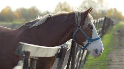 Trained mare stands patiently in enclosure wearing harness on farm. Equine care, farm enclosure setup, windy day challenges, harness equipment, feeding time and rest of livestock on ranch, close up