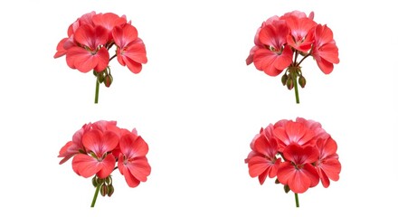 Naklejka premium Four isolated geranium flower bouquets against a crisp white background display