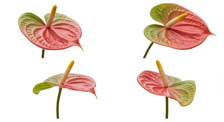 Obraz premium A quartet of anthuriums exhibiting delicate color transitions against white space