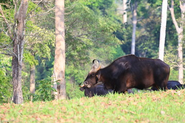 Gaur foraging in the fields of Khao Yai National Park, Thailand.
