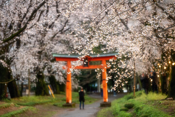満開のソメイヨシノと東蕗田天満神社のと鳥居

