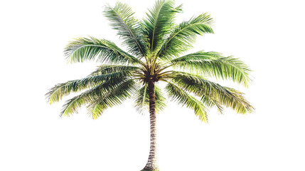 Obraz premium Isolated Palm Tree Illustration On Transparent PNG Background
