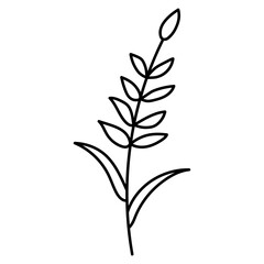 Wildflower
