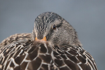 Female mallard, resting with beak tucked into her feathers, closeup