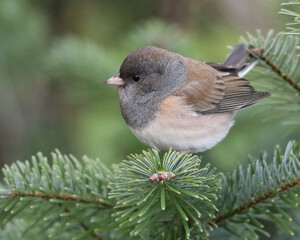 Oregon Junco perched on an evergreen branch