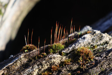 Closeup of moss growing on a fallen log