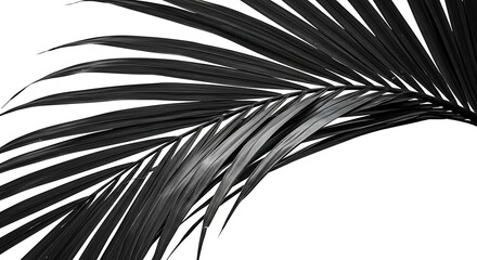 Obraz premium Isolated Palm Leaf Branch Black and White Tropical Aesthetic Minimalist