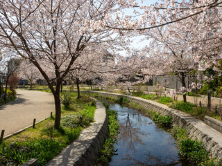 公園を流れる川沿いの桜並木