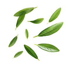 Naklejka premium Green leaves gently floating white background vibrant fresh. AI Generated