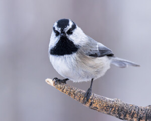 A Mountain Chickadee in Wyoming.