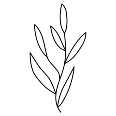 Wildflower