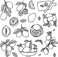 doodle-style illustration of a lemon