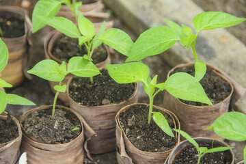 Chili plant nursery using polybags made from banana leaves, chili plant nursery, small chili plants