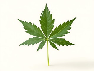 Isolated Cannabis Leaf, Studio Shot