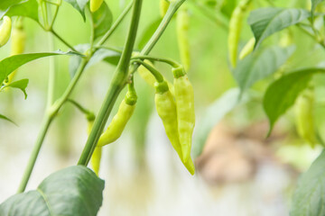 Capsicum frutescens or cayenne pepper, cayenne pepper comes from a shrub that belongs to the Solanaceae family