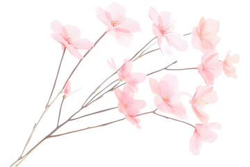 Fototapeta premium Isolated Transparent Illustration of Pink Cherry Blossom Branch Spring Floral Bloom
