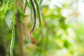 Vibrant image of a chili pepper plant with green chilies, green chilies hanging on the tree and illuminated by the morning sun