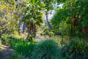 a gorgeous spring landscape at the Los Angeles County Arboretum and Botanic Garden in Arcadia California USA