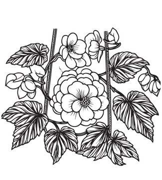 black and white begonia flowers and leaves clip art preview
