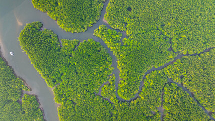 Aerial view of mangrove forest and delta river with meandering canals cutting through. Mangrove...