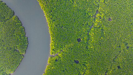 Aerial view of mangrove forest and delta river with meandering canals cutting through. Mangrove...