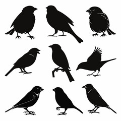 set of birds