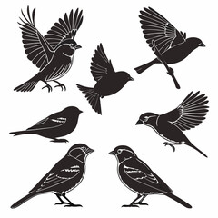 Obraz premium set of birds