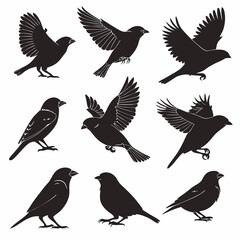 Obraz premium set of birds