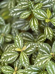 Aluminium Plant ( Pilea Cadierei) Decoration Plant 