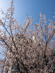 桜とマンションの風景