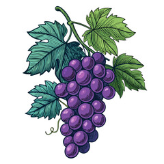 Create a bold, vector illustration of a cluster of purple grapes with thick, defined outlines.  High resolution, clean lines.