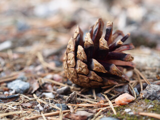 Pine cone