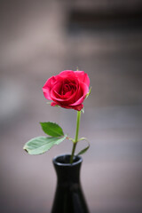 Fototapeta premium Rose