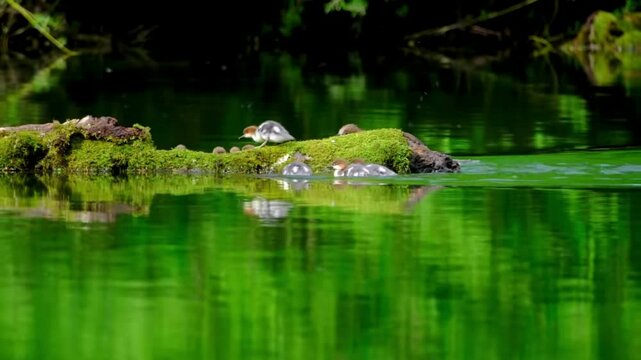 Several young Chinese mergansers and their mother 
