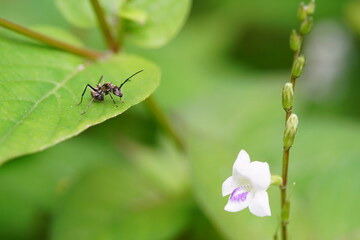 Polyrhachis dives are found in vegetable gardens.;