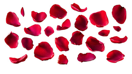 Isolated red rose petals on a transparent background, High quality PNG file