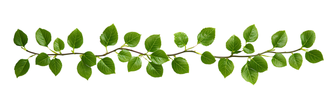 Branches with green leaves isolated on transparent background. High quality PNG file