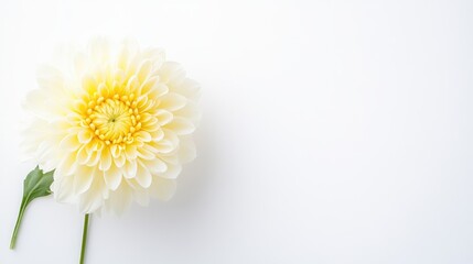 Fototapeta premium A single cream dahlia flower with a yellow center lies on a clean white background with copy space.