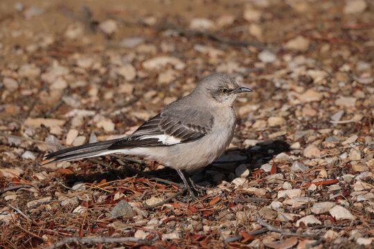 Mockingbird resting on the rocky desert floor