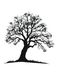 Fototapeta premium tree silhouette isolated on white