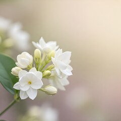 white jasmine flowers with plain blur background