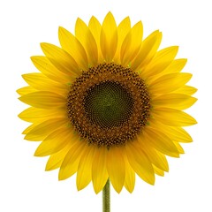 Fototapeta premium sunflower isolated on white background