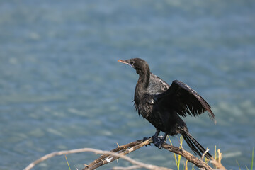 Cormorant birds on the tree in a lake, rural India