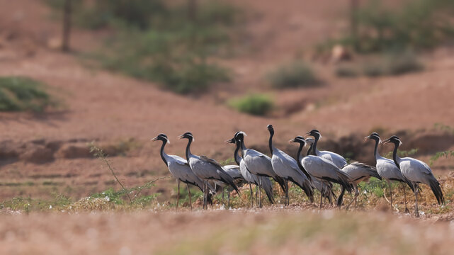 Demoiselle crane birds migrate to Rajasthan, India from Mongolia during winter time.