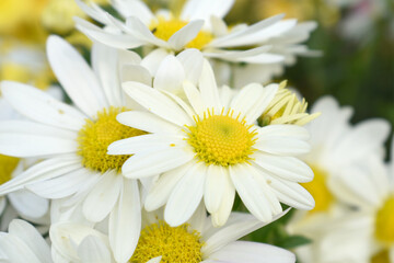 Fototapeta premium white Common daisy beautiful flowers with blur green background in garden, White beautiful daisies on a field in green grass, Oxeye daisy, Leucanthemum vulgare, Daisies, Dox-eye, Dog daisy in nature