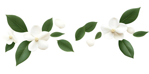 Naklejka premium Realistic Isolated White Flowers And Green Leaves Illustration With Transparent Background