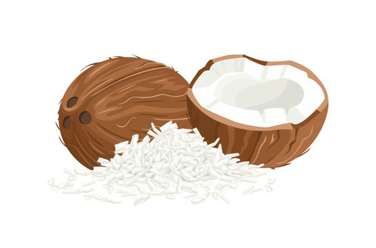 coconut vector illustration